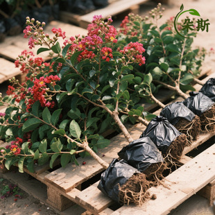 ��ޱ�����玧�����ռt�Ϙ�����ͥԺ�����·�G���Gֲ����ռt����