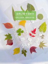 �ܷ�ֲ���~�}�������~�˱��׃��@��ͯdiy���ϸɻ�ins��Ʒ����