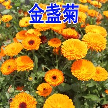 KշNӰLջN҃ԶͥԺļͺ