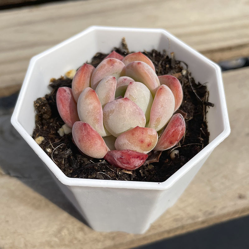 (희귀종) 팔각형 화분 관리 올스타 3~4cm (플라스틱 화분 배송이 용이함)