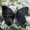 Silk 11CM butterfly-color large size 14