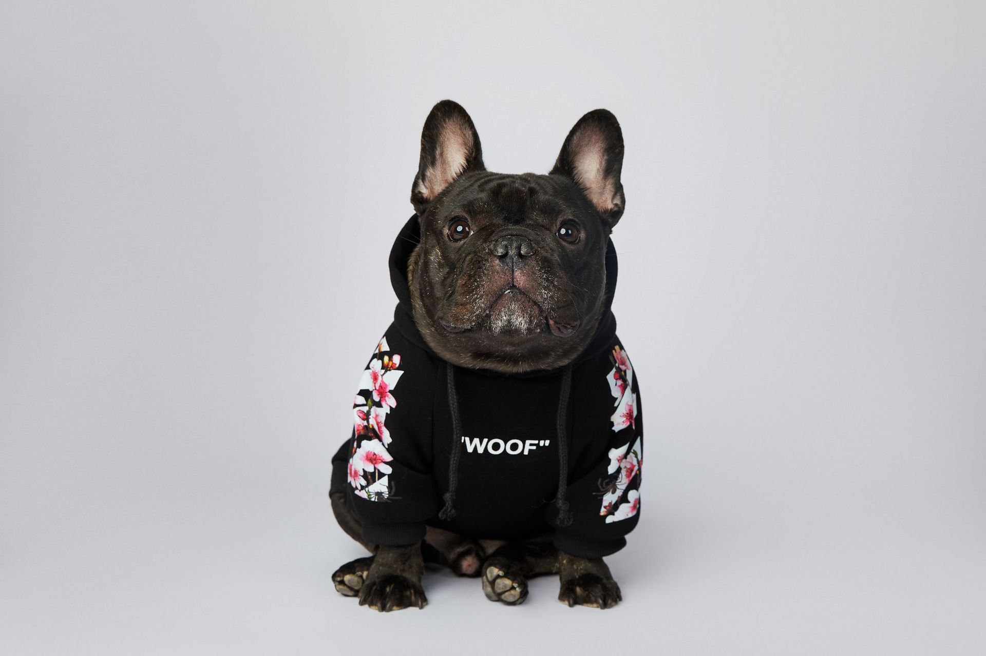 Pet Sweater Variation