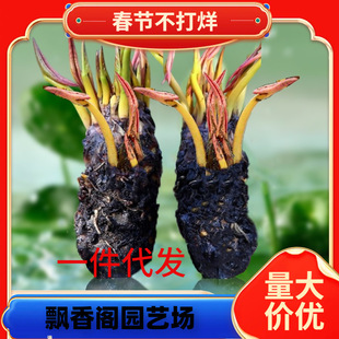 һ�����l�ļ��_����˯ɏˮ��ֲ��ˮ�B�ɻ�ˮ��ɏ�����Ի���С˯ɏ