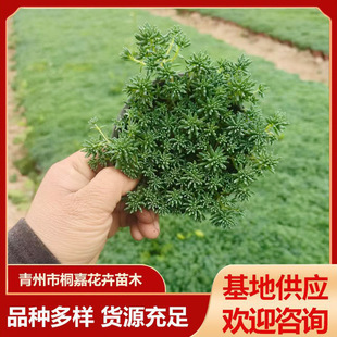 ���A������������ز�ƺ���̾G����ѩ�f��ݱ����޸��������A����