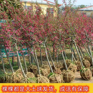 ���Ę��纣�Ļ� ���z���� ������������ͥԺ�_��ֲ�ﱱ�����Ę���