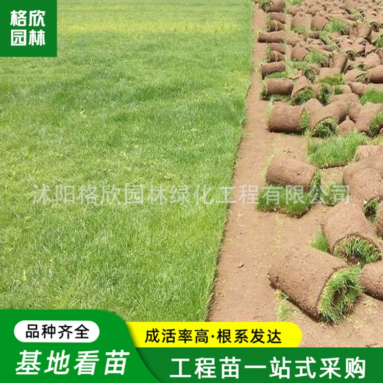 Райская трава дерн оптом Вилла стадион проект озеленение газон дерн вечнозеленый круглый год выживаемость Высокая Райская трава