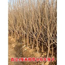 ܇���Ә�����Ҙ��m�Ϸ������Nֲ����ͥԺ���䰫�����Ҙ�������