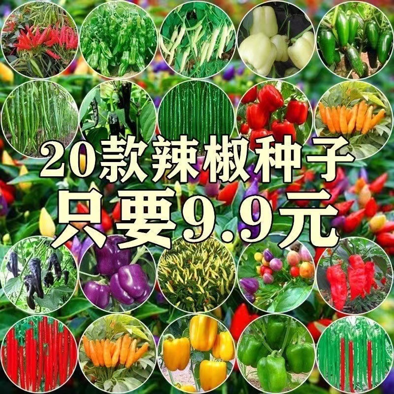 辣椒种子四季朝天椒螺丝椒薄皮青椒线椒种子高产庭院盆栽蔬菜种籽