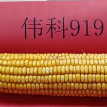 批发玉米种子 伟科919粮食作物玉米种子批发 量大优惠