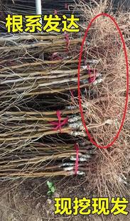 Zaoshu Live Seedlings Zhanhua Winter Jujube Grafted Extra Large Sweet Early Crispy King Jujube Seedlings Planted in the South and North Will Bear Fruit in the Same Year