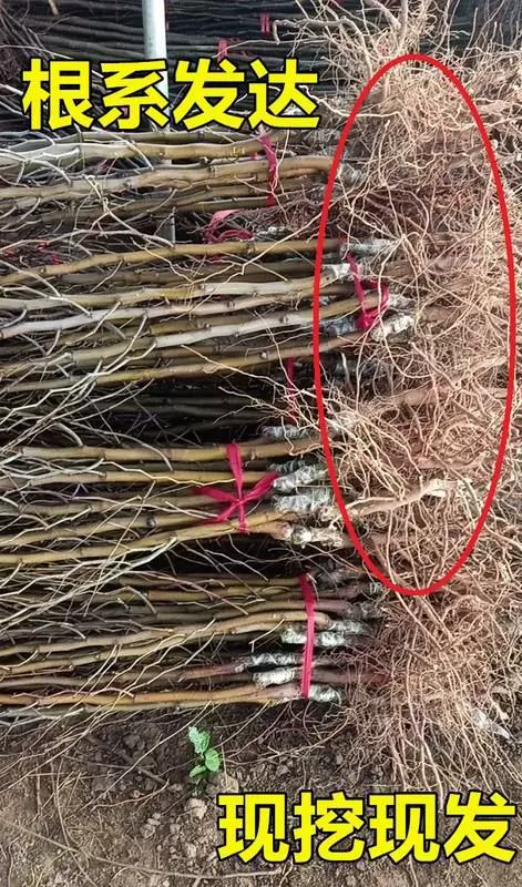 Саженцы Zaoshu живые, зимние саженцы Zhanhua, привитые очень большими сладкими ранними хрустящими саженцами королевского зизифуса, посаженные в южных и северных районах, будут плодоносить в том же году.