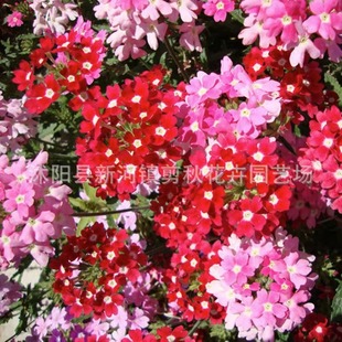 Beauty Cherry Seeds Perennial Flower Seeds All Year Round Easy-To-Live Flower Seeds Cold-Resistant Seeds Courtyard Outdoor Flower Seeds