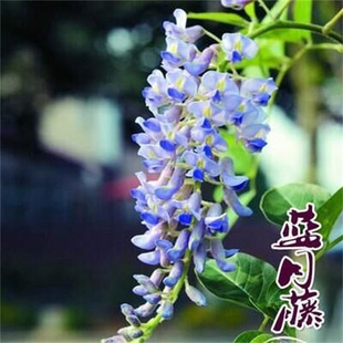 Wisteria Saplings, Climbing Vines, Courtyard Greening Walls, Four-Season Blooming Florals, Potted Flower Seedlings, Japanese Wisteria Vines