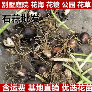 彼岸花苗种球曼珠沙华盆栽红花换锦石蒜大种球阳台花卉晚香玉鲜花