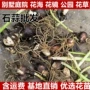 彼岸花盆栽晚香玉苗种鲜花