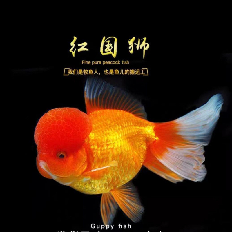鴻運頭魚観賞魚鶴頂紅獅子頭金魚活魚丹頂冷水魚淡水は活魚に強い|undefined
