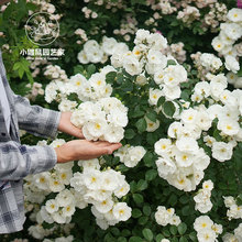 小鼹鼠园艺家白色月季花苗白帆之冬小藤本灌木均可勤花耐热干净