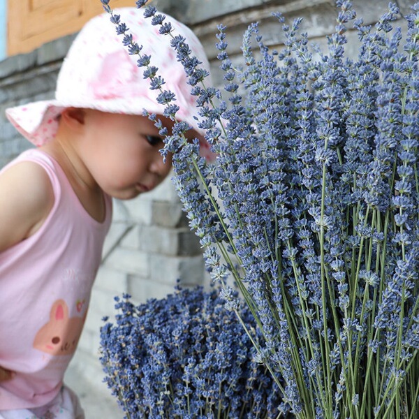 Xinjiang Yili Lavender Bouncing Lavender Drinking Flower Shop Flower…