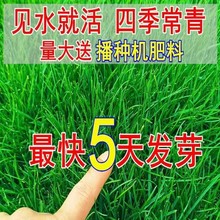 四季青草坪种子免修剪草坪草籽四季常青耐寒耐旱草种子园林护坡固