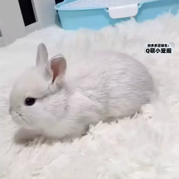 Frost-white dwarf rabbit (rare)