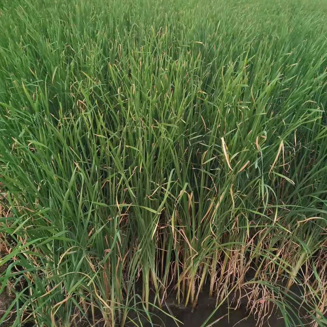 Оптовые поставки рассады желтого тростника, желтых ирисов, искусственных водных растений для мангровых угодий напрямую от производителя.