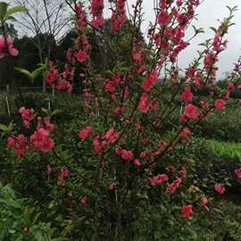 桃花绿叶碧桃花红花桃花