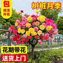 䘶¼ɫǻ玧֦ļͥԺNޱֲﻨ