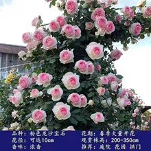 蔷薇花苗藤本月季特大花树爬藤植物阳台爬墙花卉玫瑰盆栽四季开花
