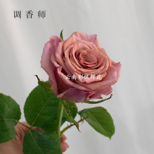 [Perfumer Rose] Kunming Base Retro Color Rose Flower Wholesale Flower Shop Purchasing Fresh Roses