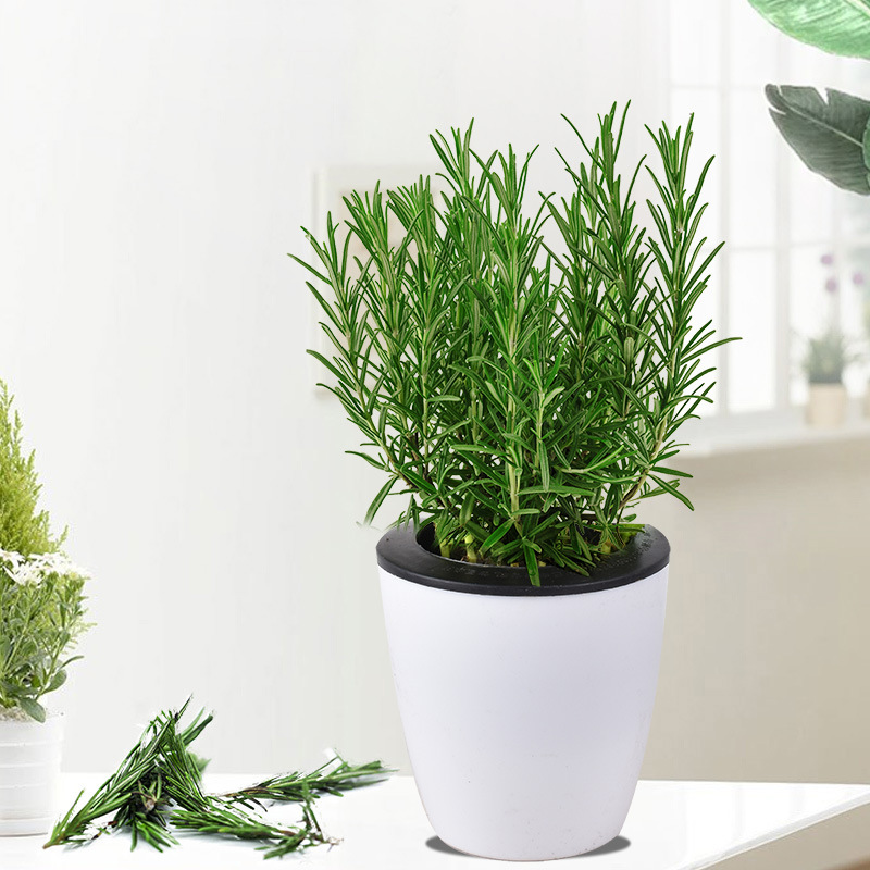 로즈마리 중간 모종 1 화분 (게으른 화분) + 영양 용액