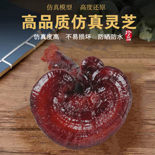 `֥ģͼ`֥[ߵܷĢҰʳģͷ`֥