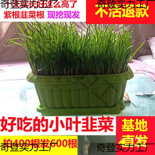 �²˸���F�ڼt�ϸ�С�~�ļ��̨�҃��辰��탲˷N����B�׻�Gֲ