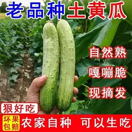 年糕