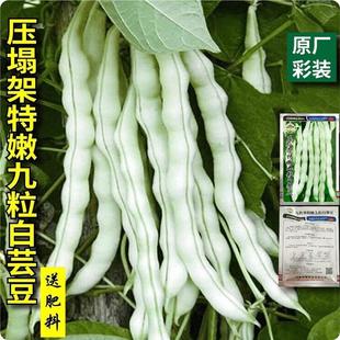 Super Nine-Capsules White Kidney Bean Seeds, White Immortal Bean Seeds, Four-Season Vegetable Seeds, Old and Young Bean Seeds, Early Maturing and High Yield