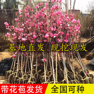 ���m�����玧���������m���������ϱ����NֲͥԺ�ļ������ͺ�ֲ��