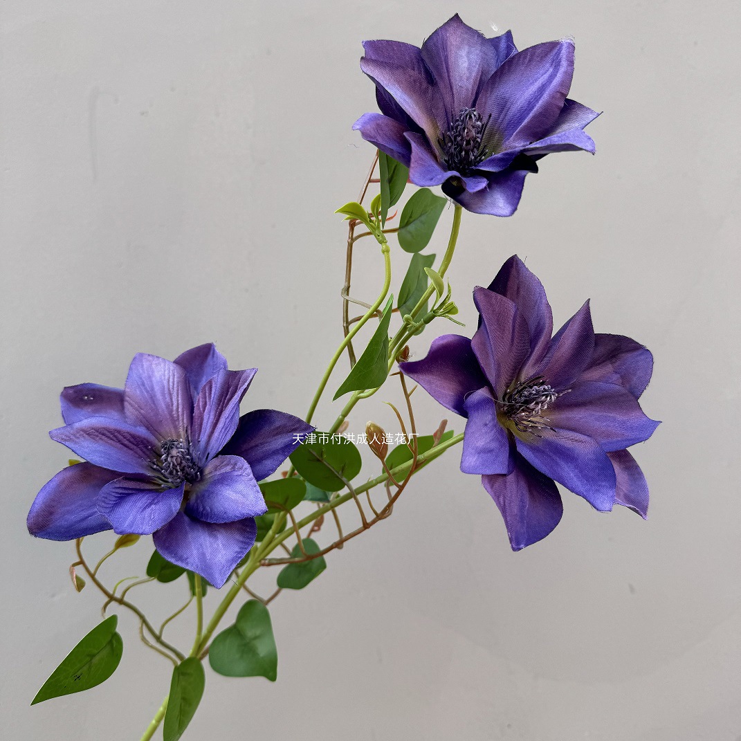 클레마티스-딥 퍼플