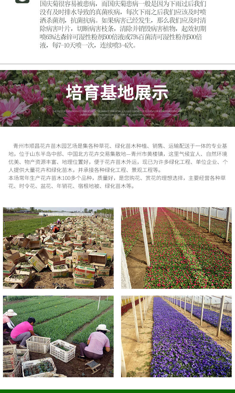 国庆菊（千头菊）详情_07.jpg