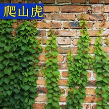 爬山虎苗大苗爬藤植物爬墙虎长藤庭院阳台盆栽四季秋红色五叶耐寒