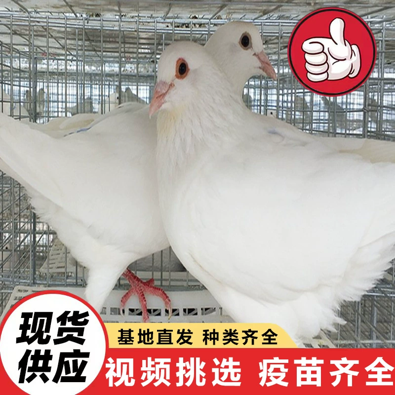 Поставка живых голубей с белыми перьями