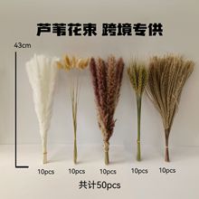 亚马逊跨境芦苇干花花束蒲苇兔尾草潘帕斯草天然真花云南工厂批发
