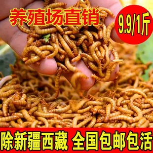 ����x���x�S���x�����~�����}������x��ü�Bʳ�˸����x��~