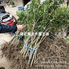 |÷÷شϷNֲԮY÷箔Y