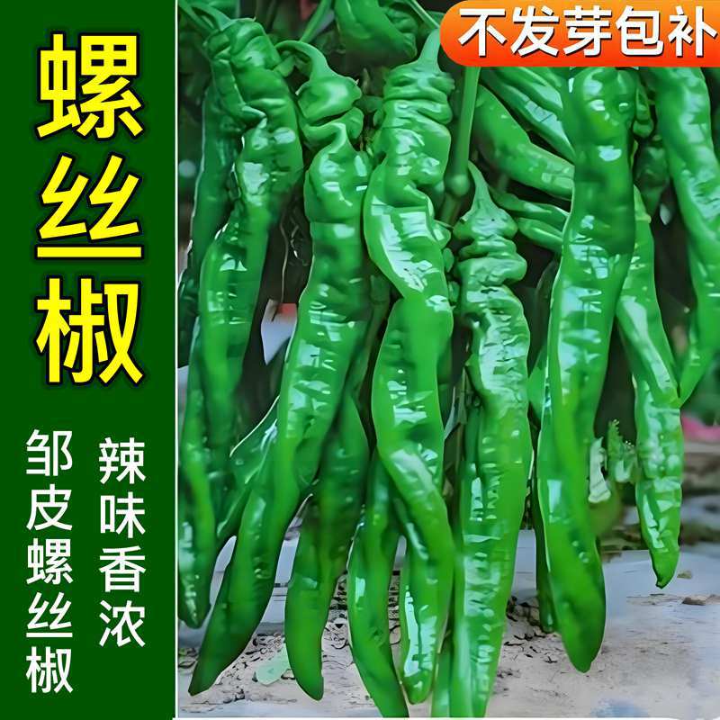 螺丝椒种子邹皮辣椒种子农家菜地阳台盆栽大棚四季易种植蔬菜种子