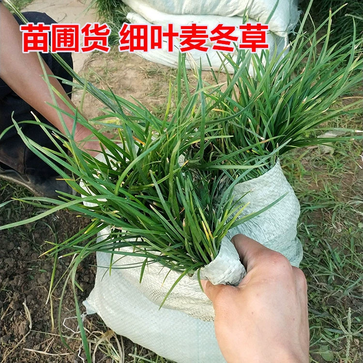 Вечнозеленый мелколистный Ophiopogon japonicus для ландшафтного дизайна открытых дворов, морозостойкая клумба, легко выращиваемое почвопокровное растение, растение Яньбянь.