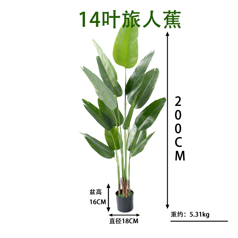 旅人蕉14叶高200cm.jpg