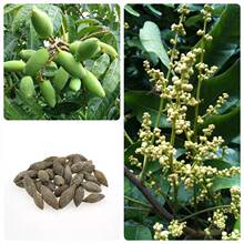 ���ϙ�N�����ϙ�N�ѳ����R�չ�ɽ��י�t�������ҹ��G���N��