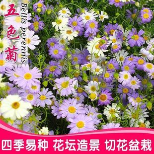 Five-Color Chrysanthemum Seeds Balcony Potted Outdoor Greening Flower Sea Flower Mirror Ornamental Flower Wild Goose Chrysanthemum Wholesale Flower Seeds Flower Seeds