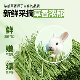 兔子主粮;狗狗窝/笼/垫;其他小宠用品