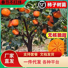 һ�����l�������������o�����ϱ����Nֲ�ش�ͥԺ���Ԯ���Y����