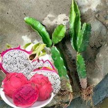 火龙果树果苗红心火龙果苗燕窝南方阳台四季盆栽种植水果当年结果